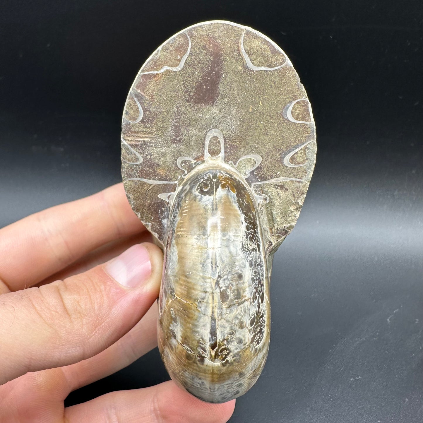 Phylloceras Ammonite Fossil With Box And Stand - Cretaceous Ammonite Madagascar