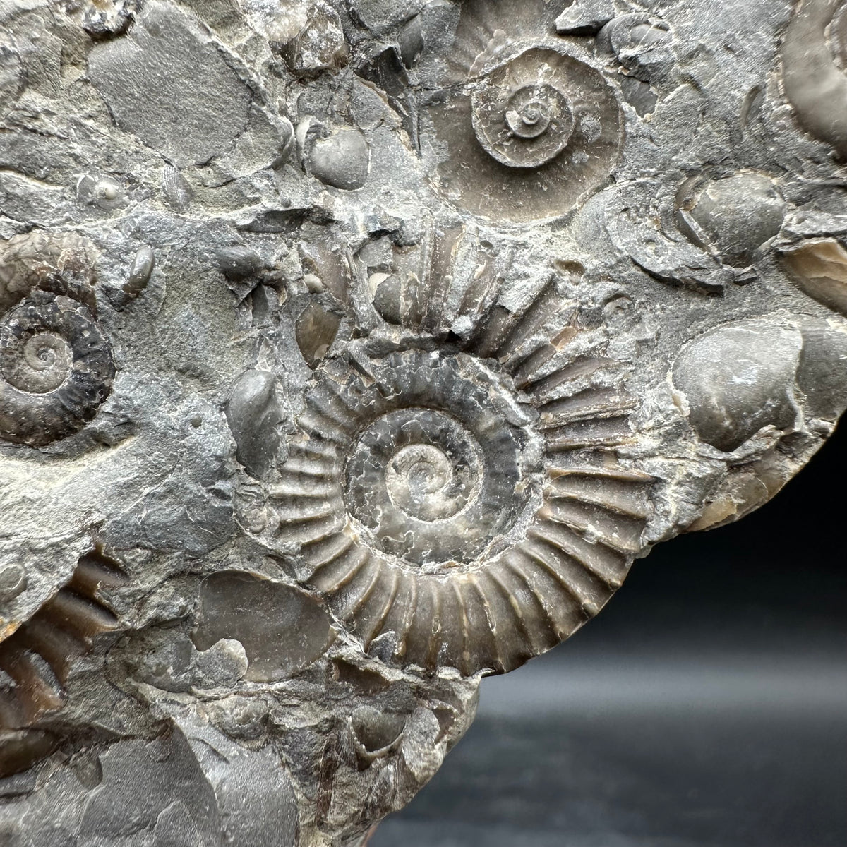 Arnioceras ammonite shell fossil with stand - Whitby, North Yorkshire Jurassic Coast Yorkshire Fossils