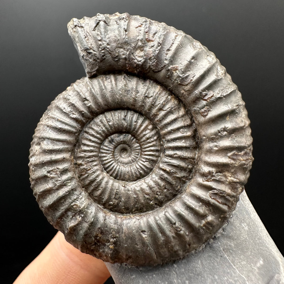 Dactylioceras Ammonite Fossil With Stand - Whitby, North Yorkshire Jurassic Coast Yorkshire Fossils