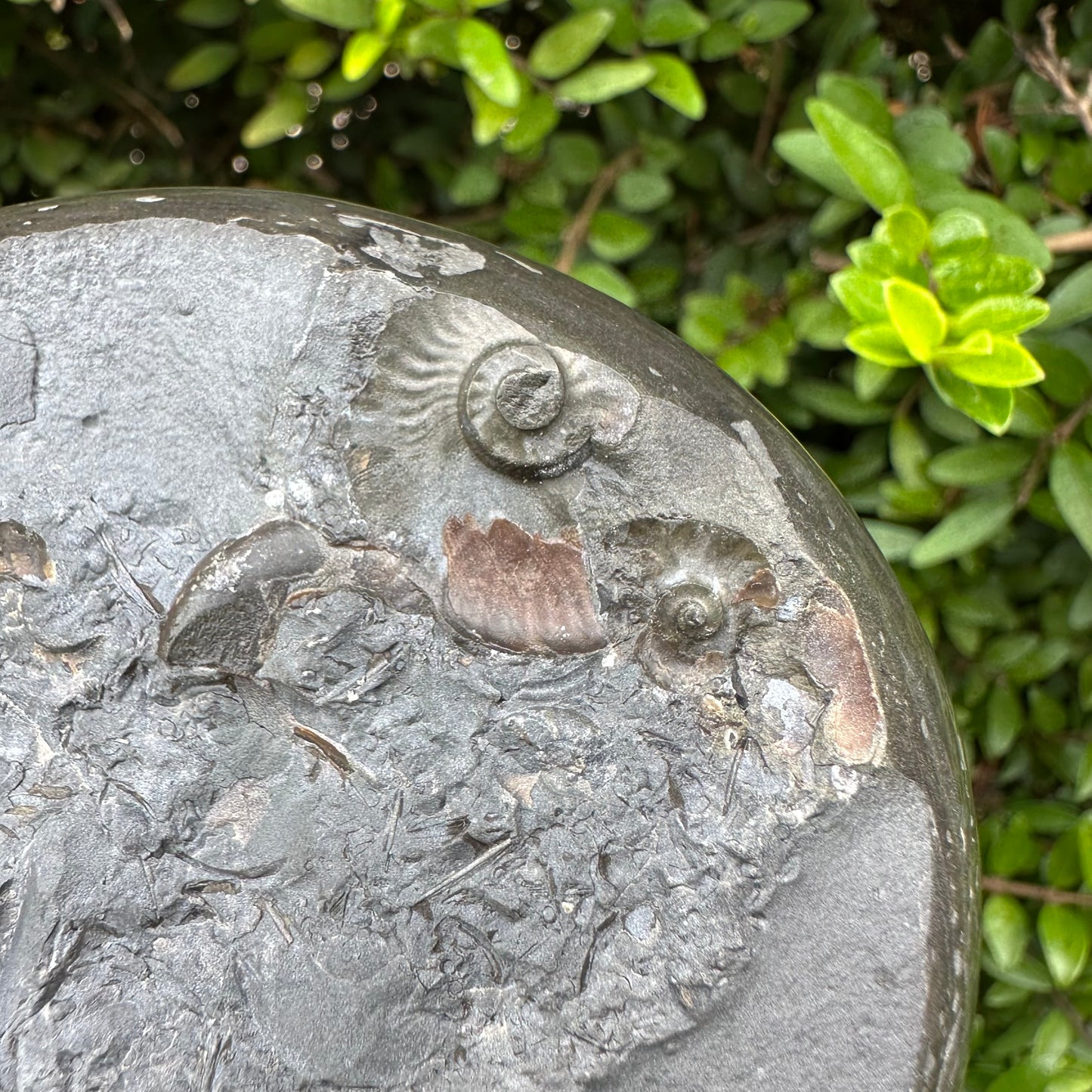 Golden Egg (GENUINE) Ammonite Fossil With Stand - Whitby, North Yorkshire Jurassic Coast Yorkshire Fossils