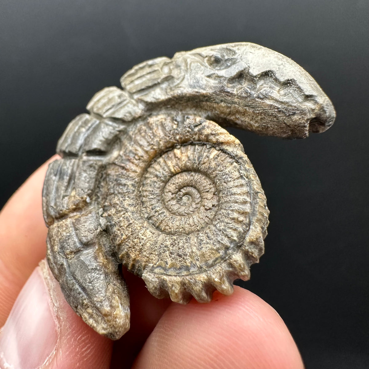 Snakestone Ammonite Fossil With Bag/Box And Stand - Whitby, North Yorkshire Jurassic Coast Yorkshire Fossils