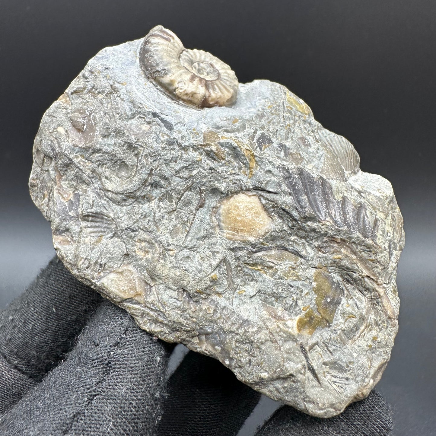 Eugassiceras Ammonite shell fossil with box and stand - Whitby, North Yorkshire Jurassic Coast Yorkshire Fossils