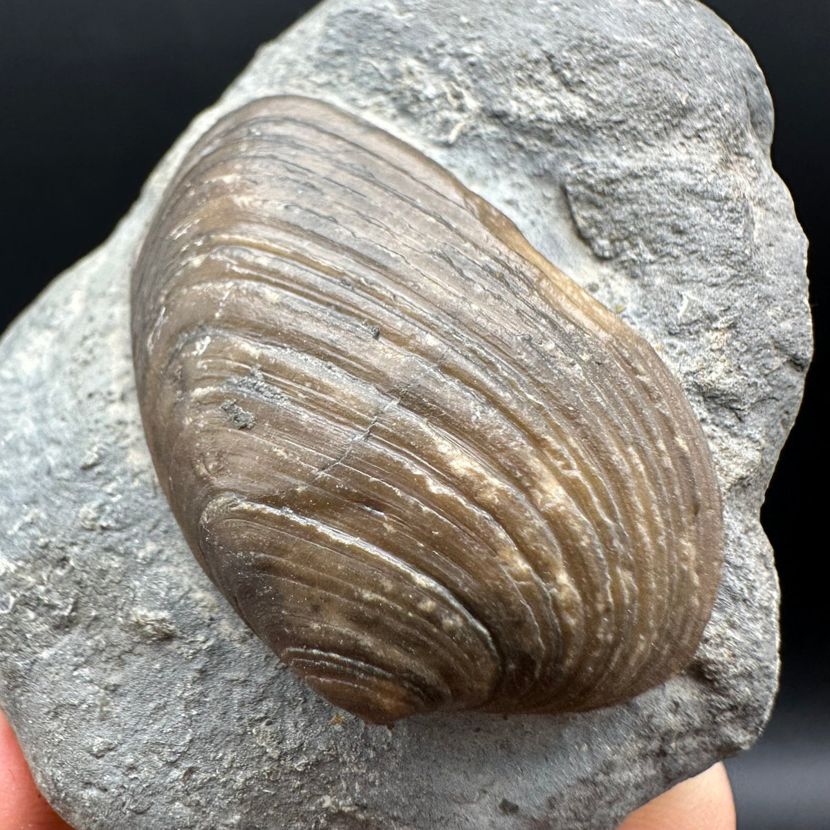 Cardinia Shell fossil - Whitby, North Yorkshire