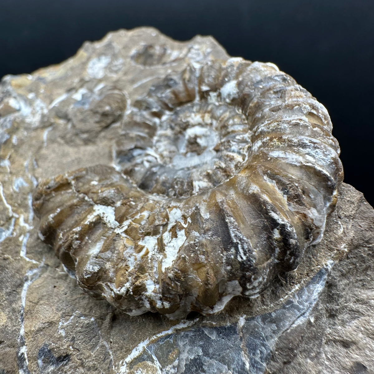 Androgynoceras capricornus Ammonite Fossil With Stand - Whitby, North Yorkshire Jurassic Coast Yorkshire Fossils