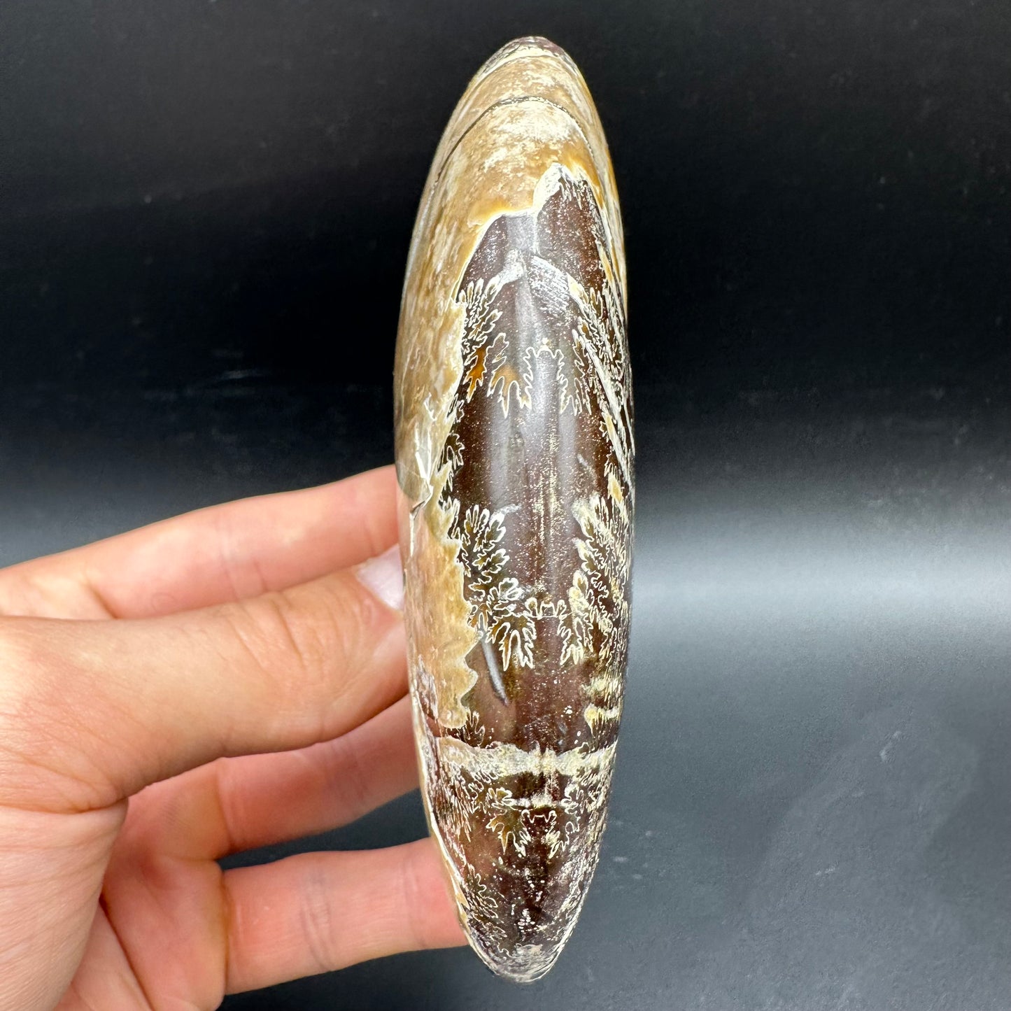 Cleoniceras Ammonite Fossil With Box And Stand - Cretaceous Ammonite Madagascar