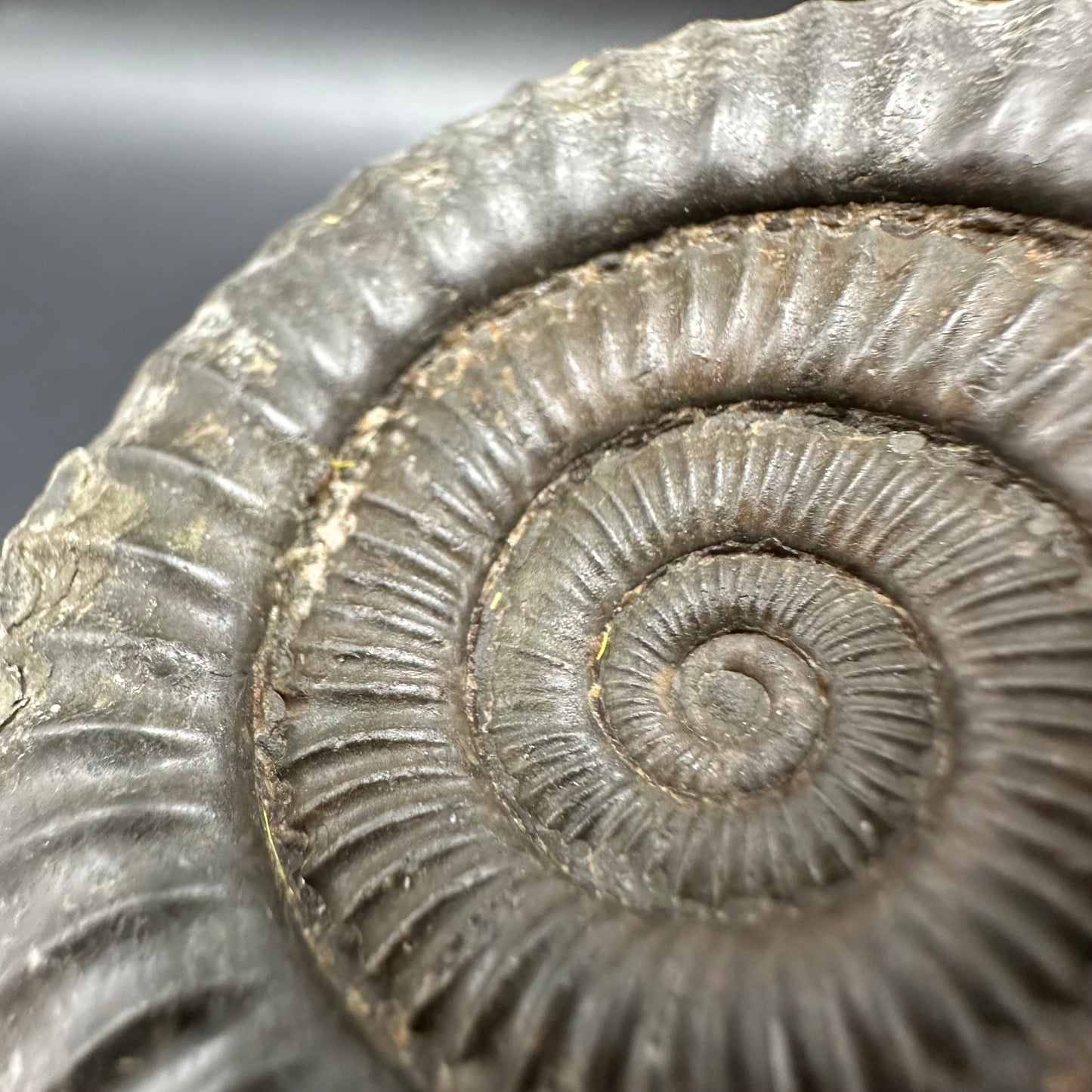 Matrix Free Dactylioceras Ammonite Fossil With Box And Stand - Whitby, North Yorkshire Jurassic Coast Yorkshire Fossils