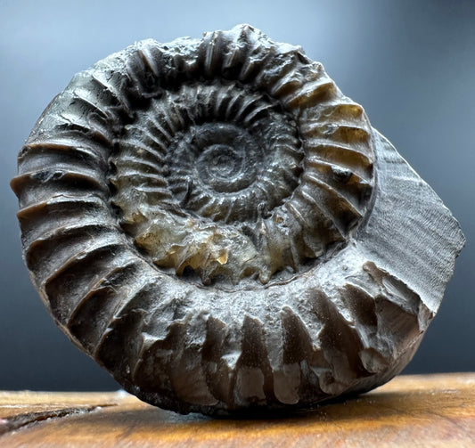 Arnioceras ammonite shell fossil with box and stand - Whitby, North Yorkshire Jurassic Coast Yorkshire Fossils