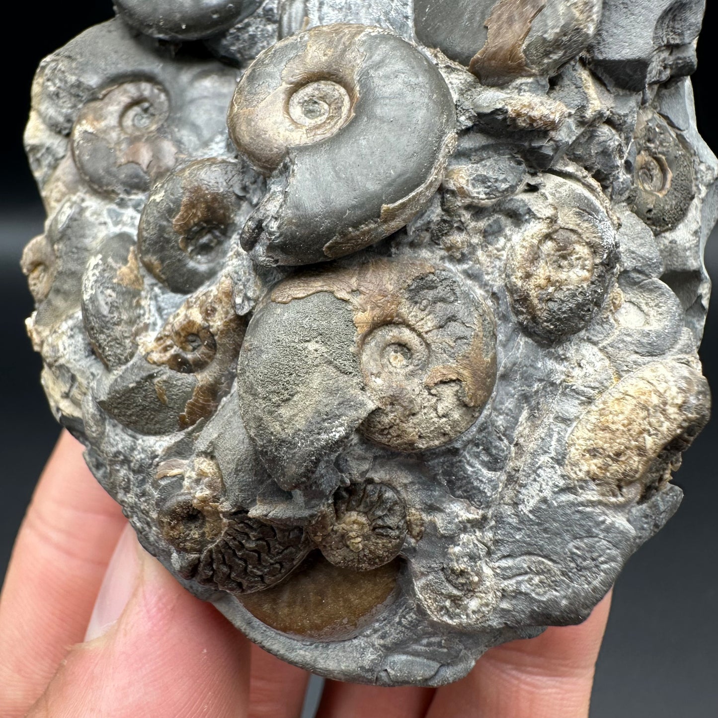 Eleganticeras Elegantulum ammonite fossil with box and stand - Whitby, North Yorkshire Jurassic Coast, Yorkshire Fossils