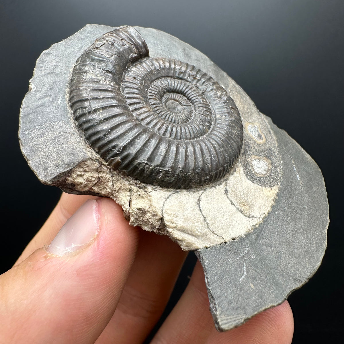 Dactylioceras Ammonite Fossil With box and Stand - Whitby, North Yorkshire Jurassic Coast Yorkshire Fossils