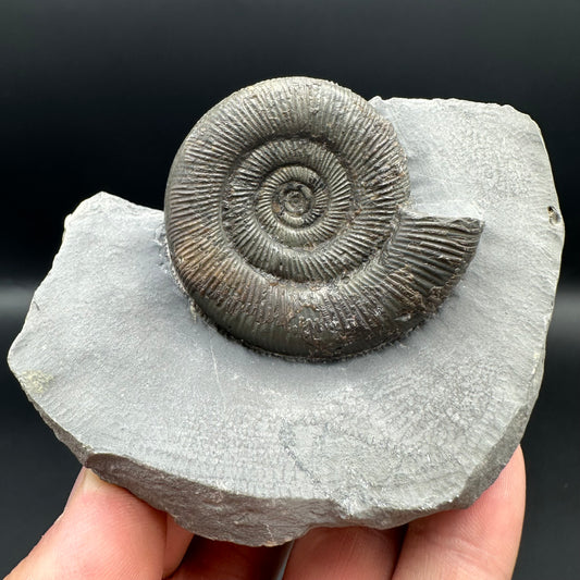 Dactylioceras tenuicostatum ammonite fossil with box and stand - Whitby, North Yorkshire Jurassic Coast