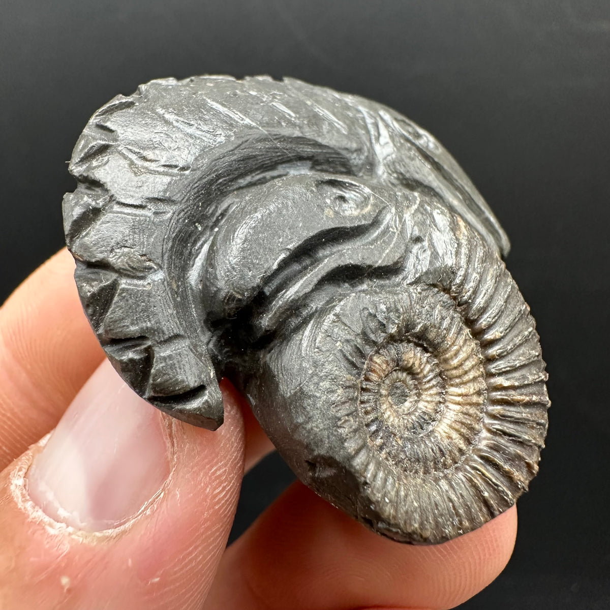 Hydra Snakestone Ammonite Fossil With Bag/Box And Stand - Whitby, North Yorkshire Jurassic Coast Yorkshire Fossils