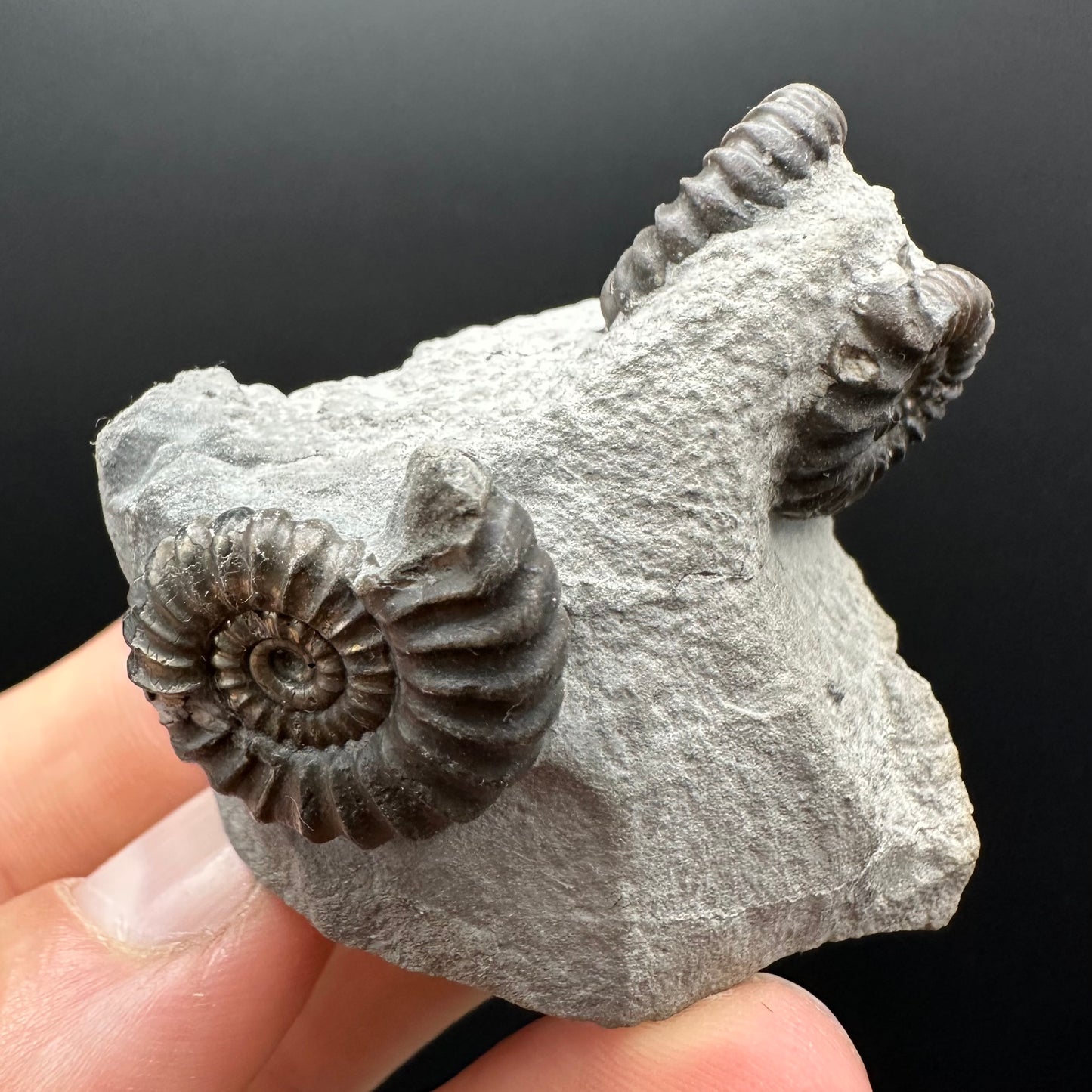 Promicroceras ammonite shell fossil with box and stand - Whitby, North Yorkshire Jurassic Coast Yorkshire Fossils