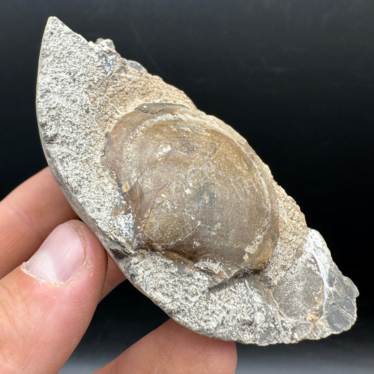 Shell fossil with stand - Whitby, North Yorkshire, Jurassic Coast, Yorkshire Fossils
