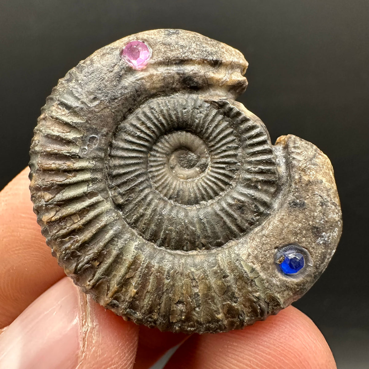 Hydra Snakestone Ammonite Fossil With Bag/Box And Stand - Whitby, North Yorkshire Jurassic Coast Yorkshire Fossils