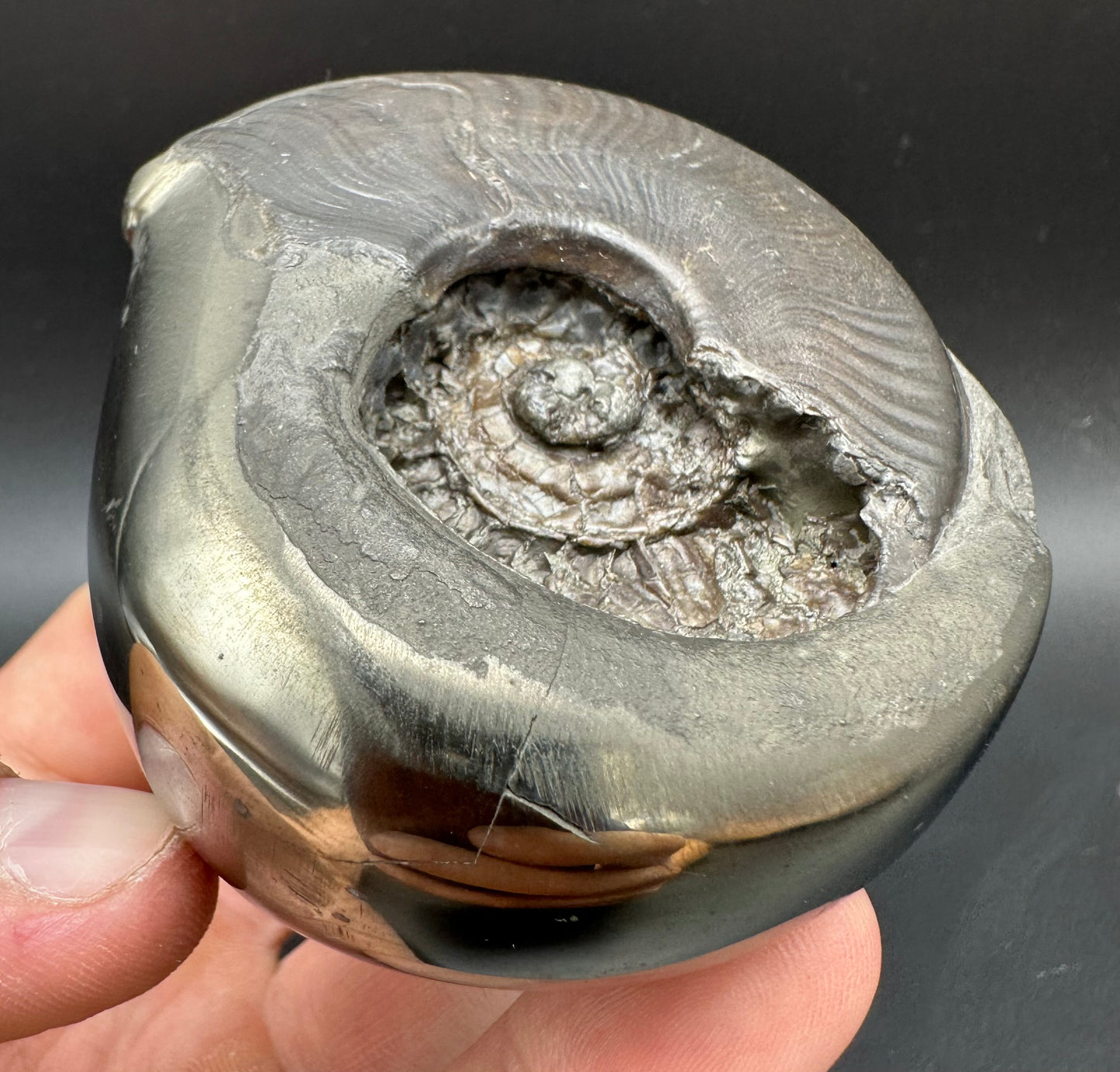 Golden Egg (GENUINE) Ammonite Fossil With Stand - Whitby, North Yorkshire Jurassic Coast Yorkshire Fossils