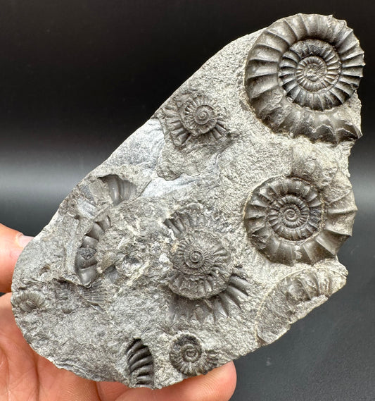 Arnioceras ammonite shell fossil with box and stand - Whitby, North Yorkshire Jurassic Coast Yorkshire Fossils