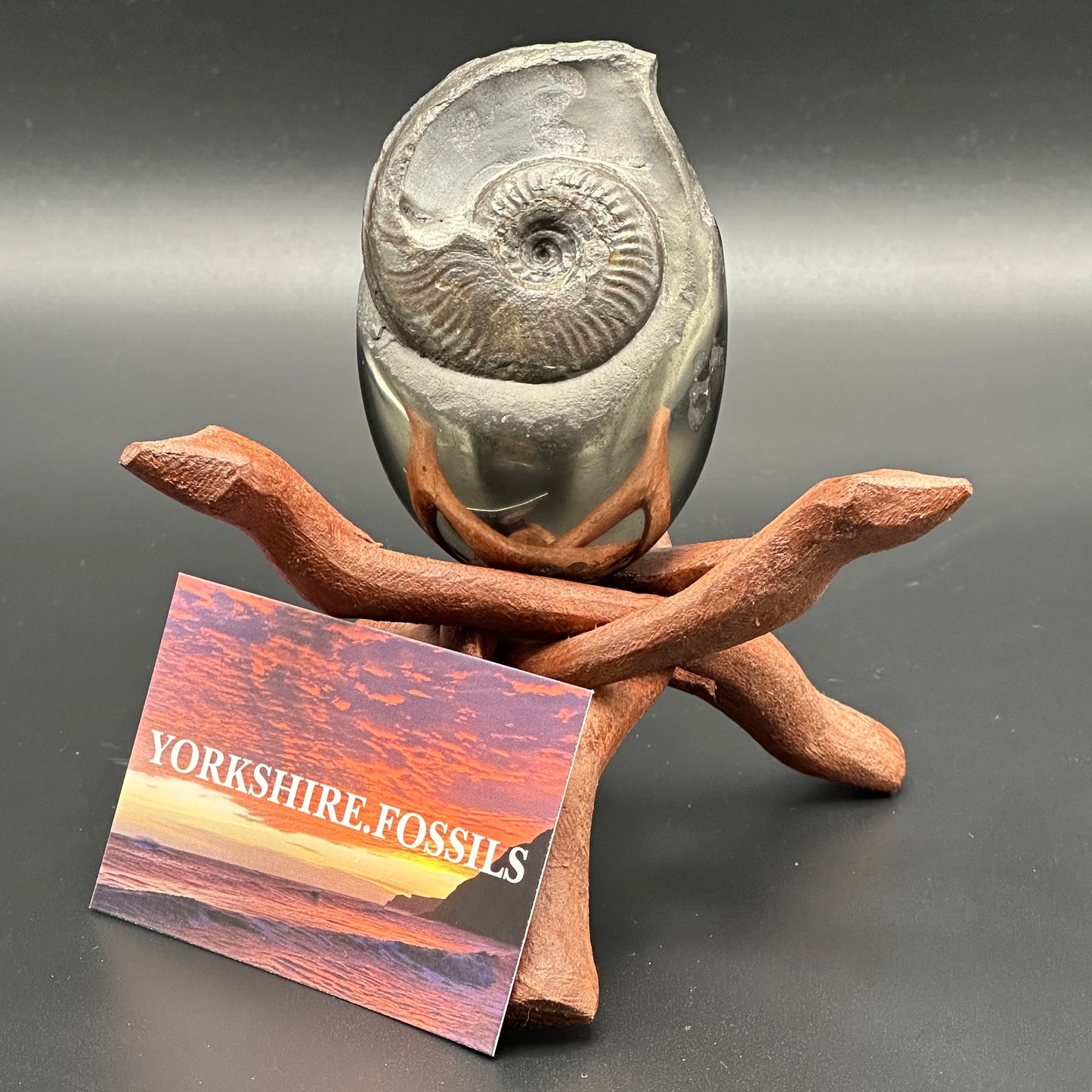 Golden Egg (GENUINE) Ammonite Fossil With Stand - Whitby, North Yorkshire Jurassic Coast Yorkshire Fossils