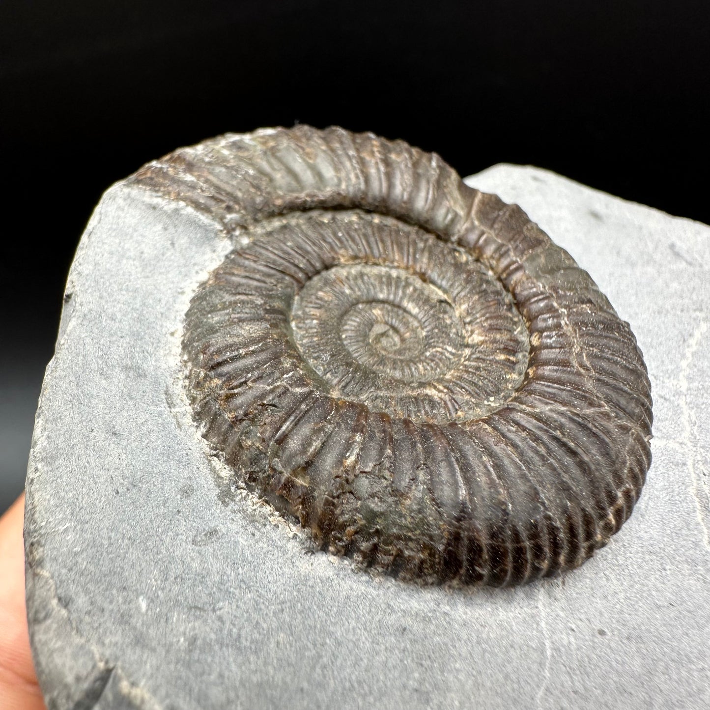 Dactylioceras Ammonite Fossil With Box And Stand - Whitby, North Yorkshire Jurassic Coast Yorkshire Fossils
