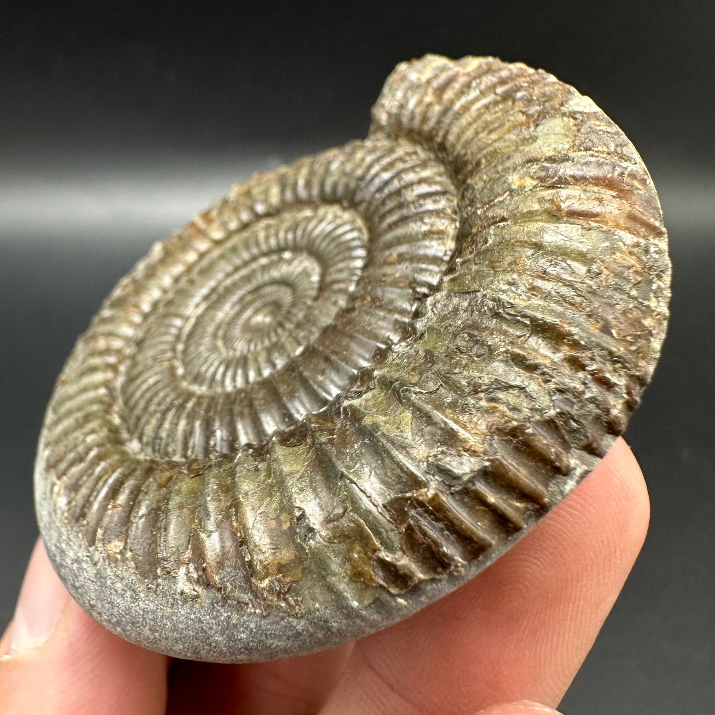 Dactylioceras Ammonite Fossil With Box And Stand - Whitby, North Yorkshire Jurassic Coast Yorkshire Fossils