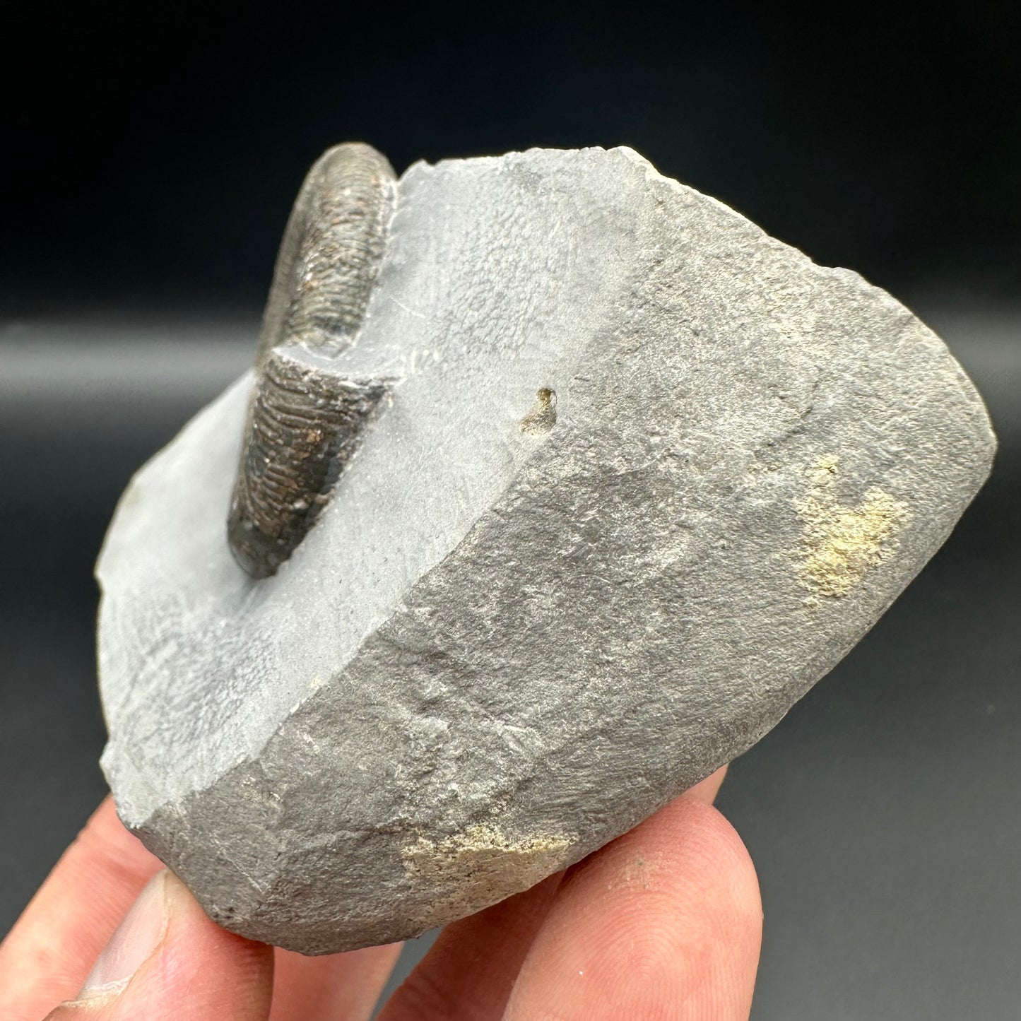 Dactylioceras tenuicostatum ammonite fossil with box and stand - Whitby, North Yorkshire Jurassic Coast