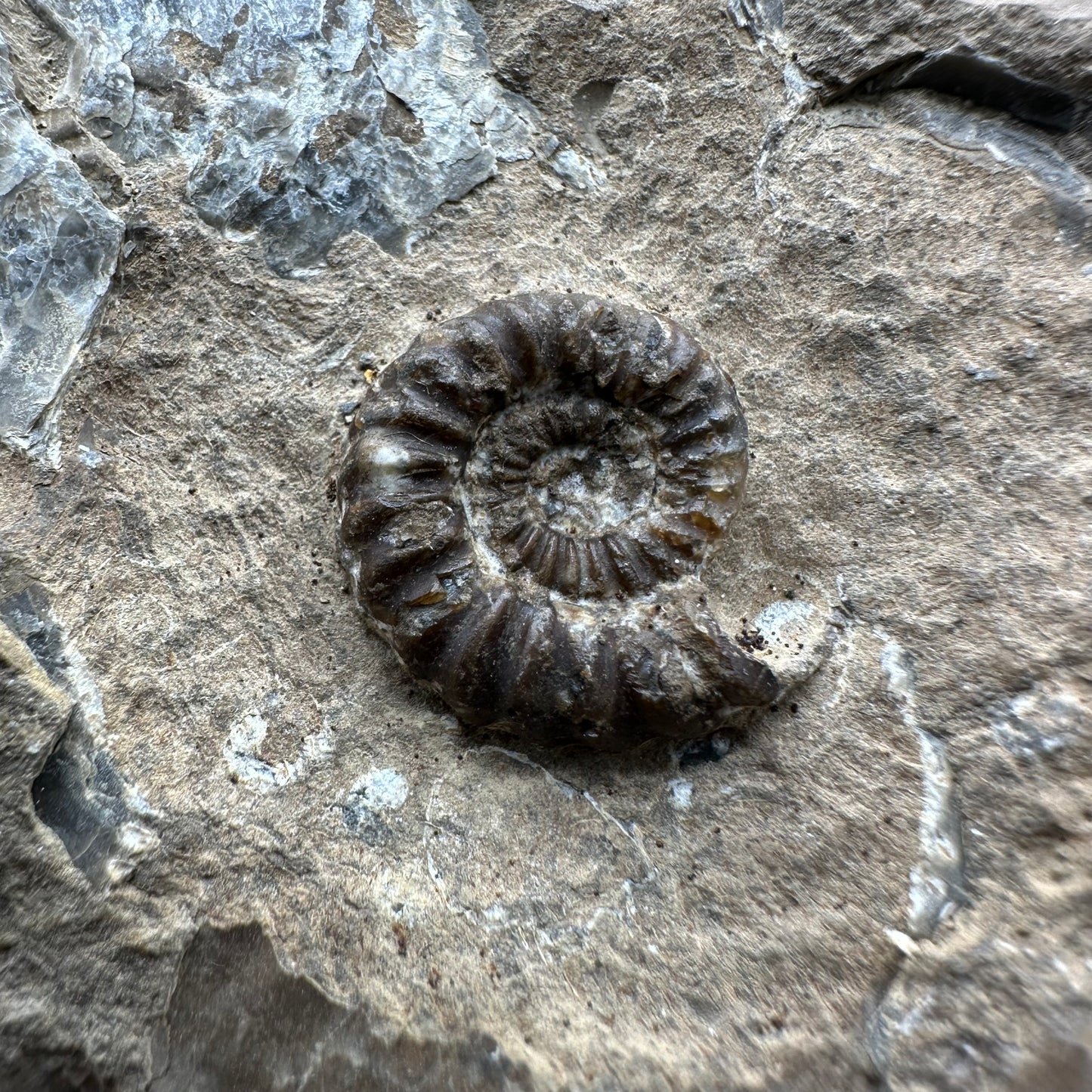 Androgynoceras Capricornus ammonite fossil with box and stand - Whitby, North Yorkshire Jurassic Coast Yorkshire Fossils