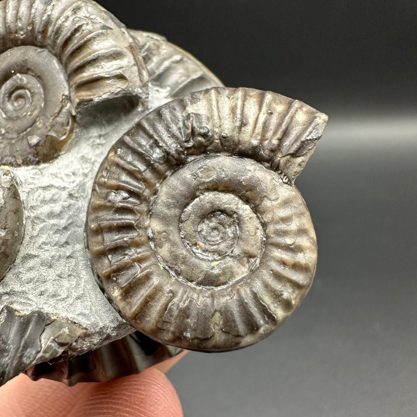 Arnioceras ammonite shell fossil with box and stand - Whitby, North Yorkshire Jurassic Coast Yorkshire Fossils