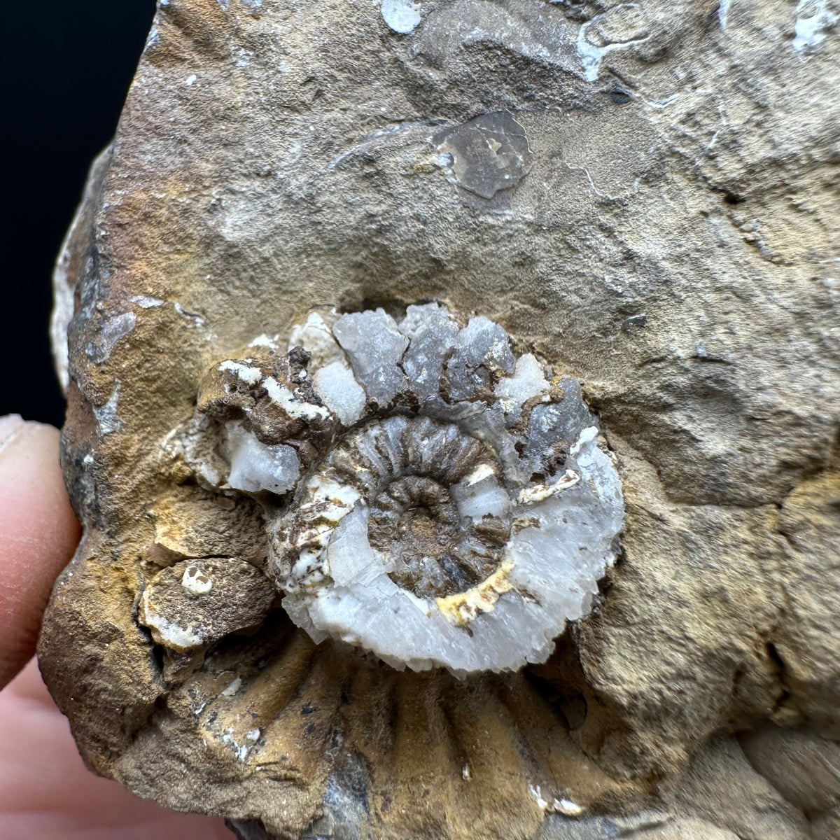 Androgynoceras capricornus Ammonite Fossil With Stand - Whitby, North Yorkshire Jurassic Coast Yorkshire Fossils