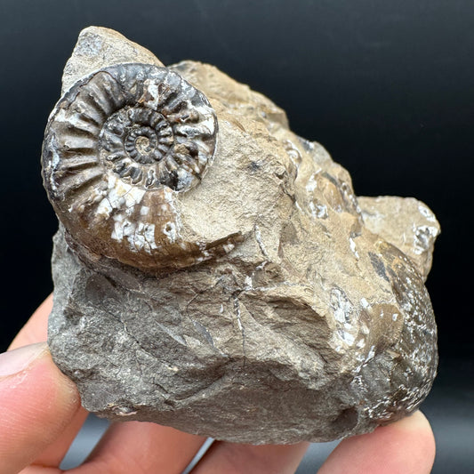 Amaltheus subnodosus Ammonite fossil with stand - Whitby, North Yorkshire Jurassic Coast Yorkshire Fossils