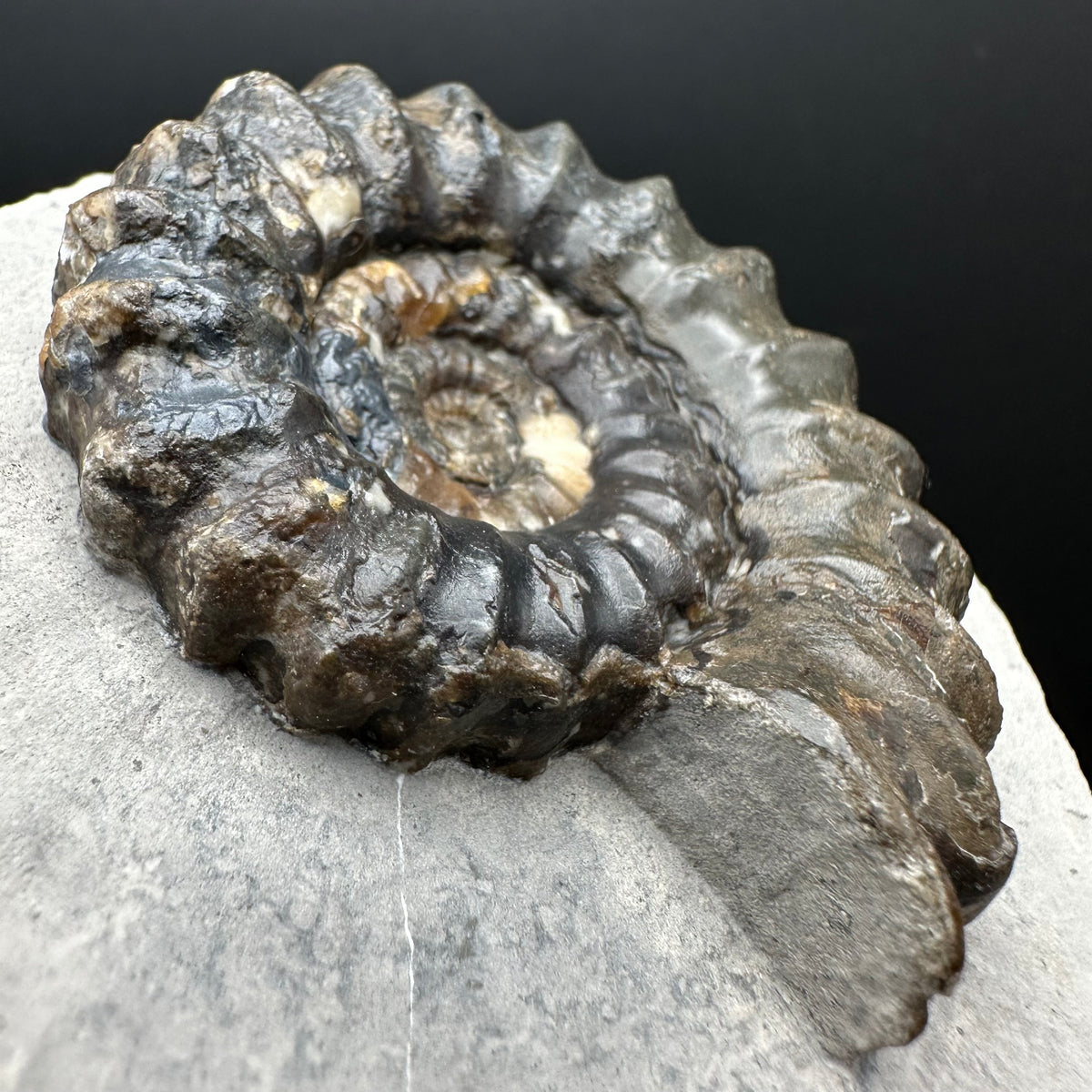 Androgynoceras maculatum ammonite fossil with box and stand - Whitby, North Yorkshire Jurassic Coast Yorkshire Fossils