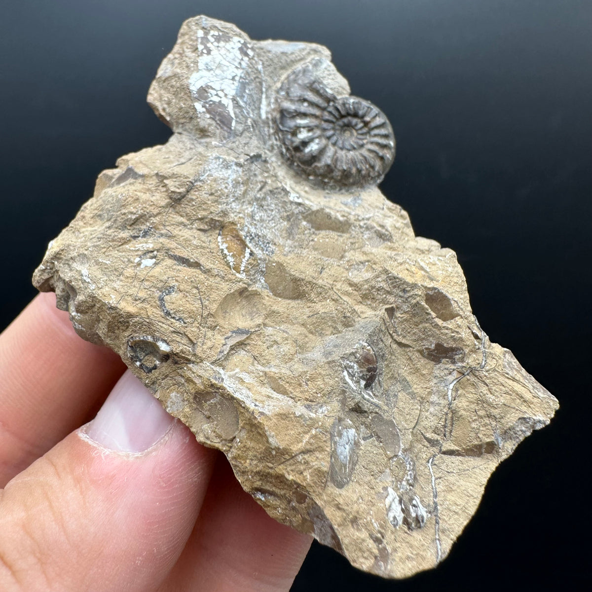 Amaltheus subnodosus Ammonite fossil with stand - Whitby, North Yorkshire Jurassic Coast Yorkshire Fossils