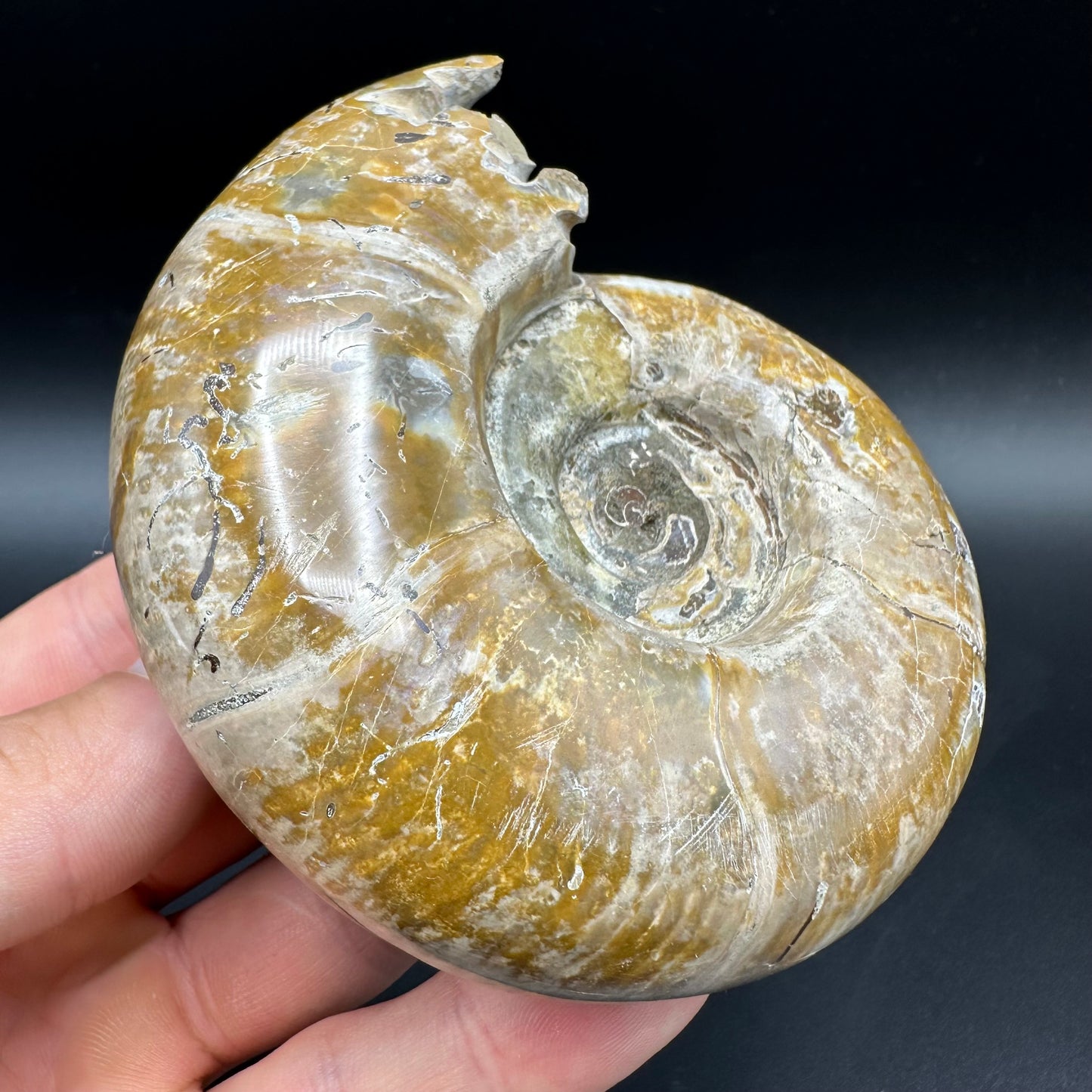 Puzosia Ammonite Fossil With Box And Stand - Cretaceous Ammonite Madagascar
