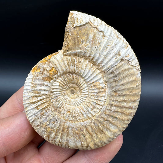 Dichotomosphinctes Ammonite Fossil With Box And Stand - Middle Jurassic Ammonite Madagascar