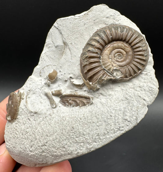 Arnioceras ammonite shell fossil with box and stand - Whitby, North Yorkshire Jurassic Coast Yorkshire Fossils