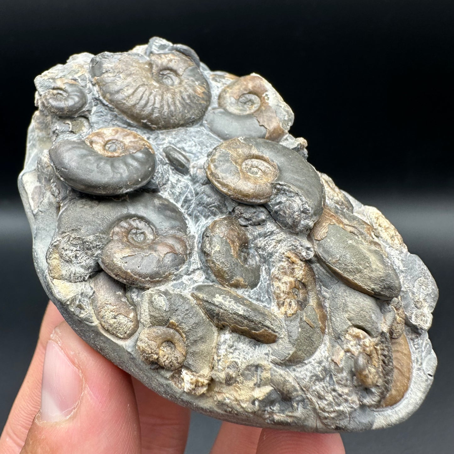 Eleganticeras Elegantulum ammonite fossil with box and stand - Whitby, North Yorkshire Jurassic Coast, Yorkshire Fossils