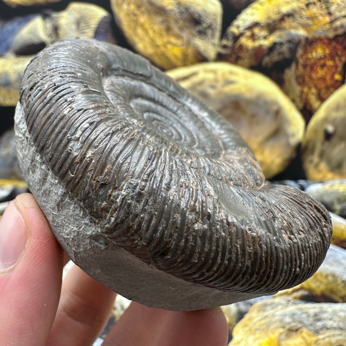 Dactylioceras tenuicostatum ammonite fossil - Whitby, North Yorkshire Jurassic Coast Yorkshire Fossils