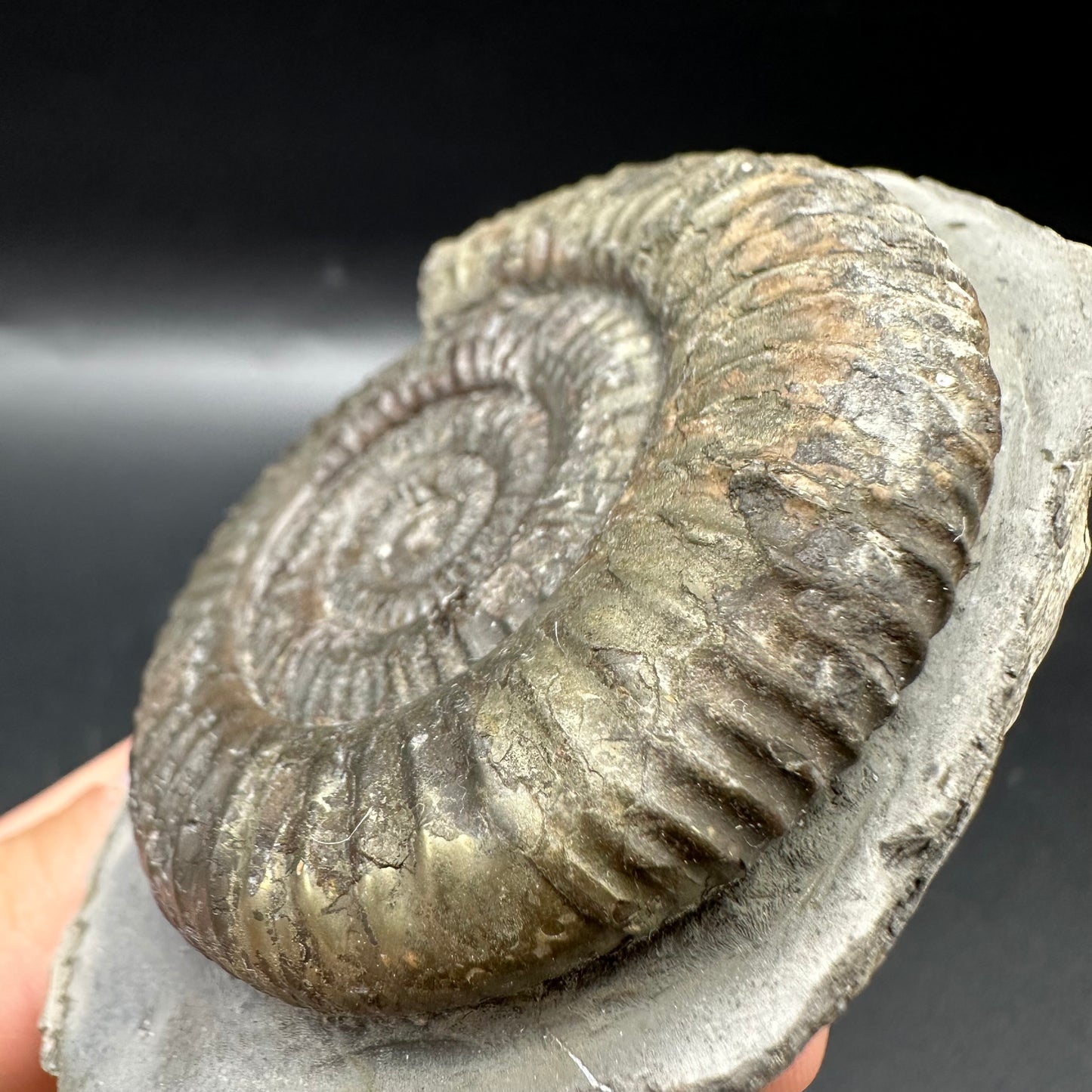 Dactylioceras Ammonite Fossil With Box And Stand - Whitby, North Yorkshire Jurassic Coast Yorkshire Fossils
