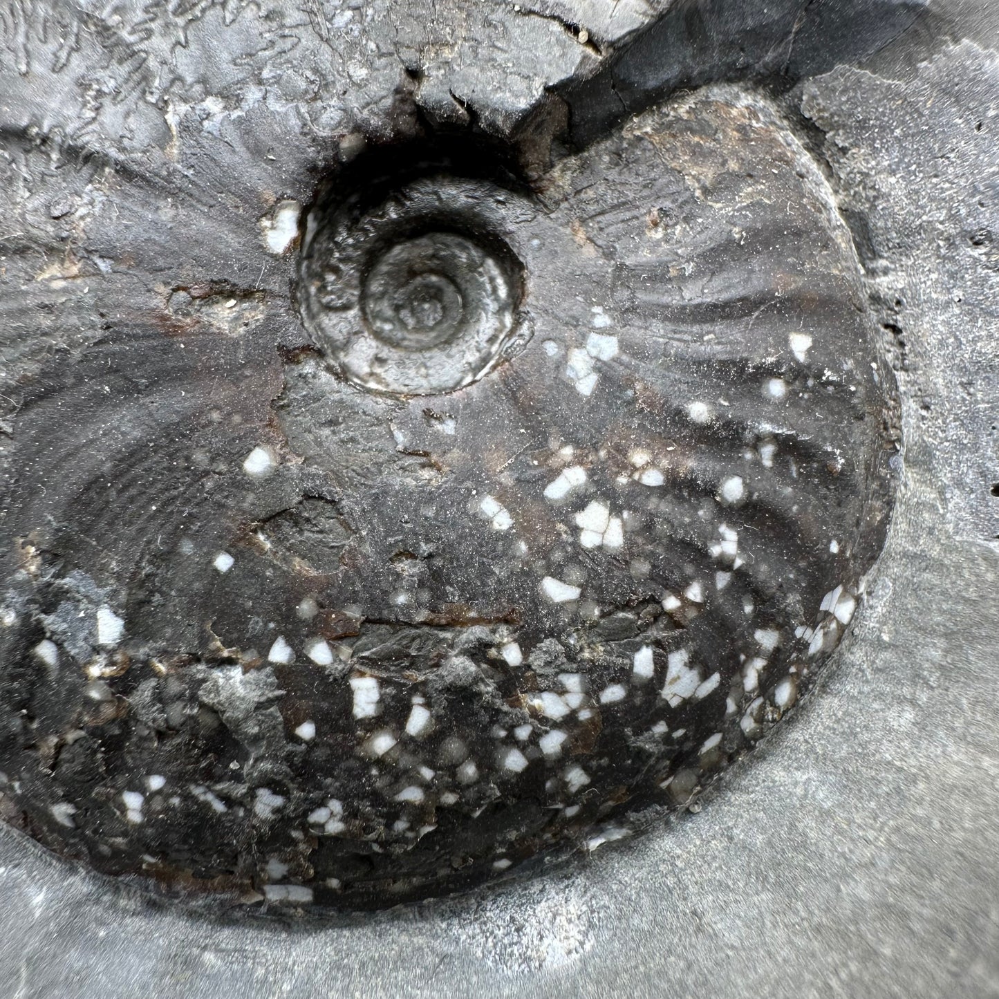 Pseudolioceras lythense ammonite fossil with box and stand - Whitby, North Yorkshire, Yorkshire Fossils on the Jurassic Coast