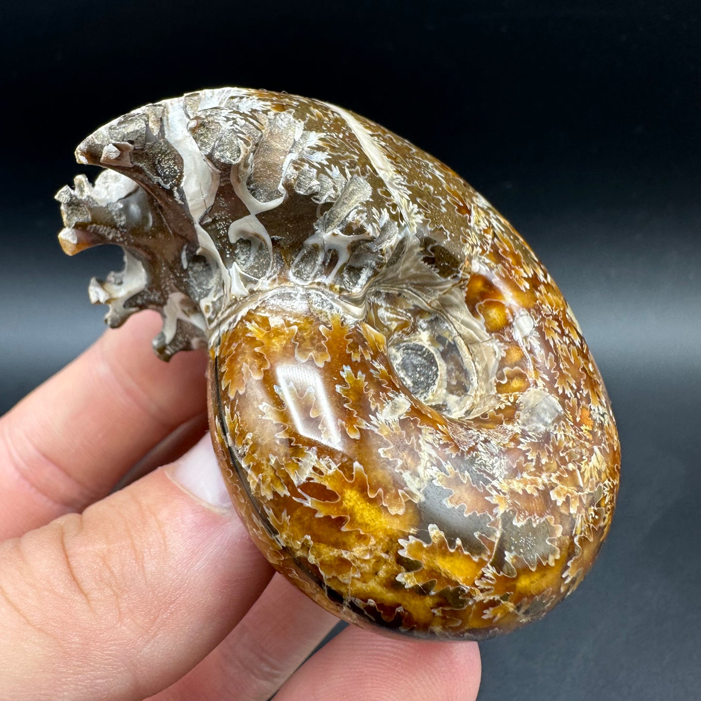 Puzosia Ammonite Fossil With Box And Stand - Cretaceous Ammonite Madagascar