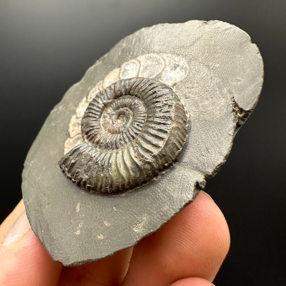 Dactylioceras Ammonite Fossil With box and Stand - Whitby, North Yorkshire Jurassic Coast Yorkshire Fossils