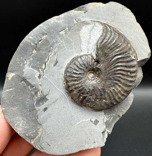 Pseudolioceras lythense Ammonite fossil with box and stand - Whitby, North Yorkshire, Yorkshire Fossils on the Jurassic Coast