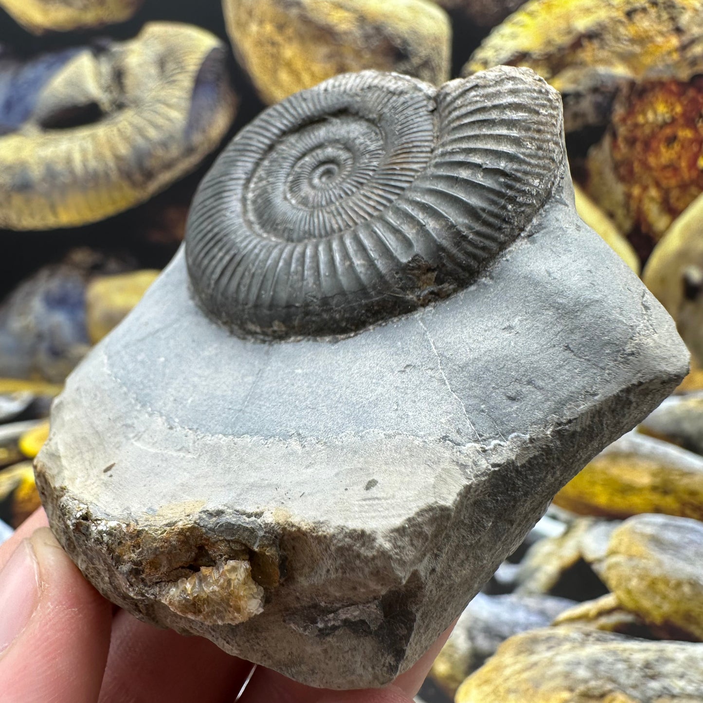 Dactylioceras ammonite fossil - Whitby, North Yorkshire Jurassic Coast Yorkshire Fossils