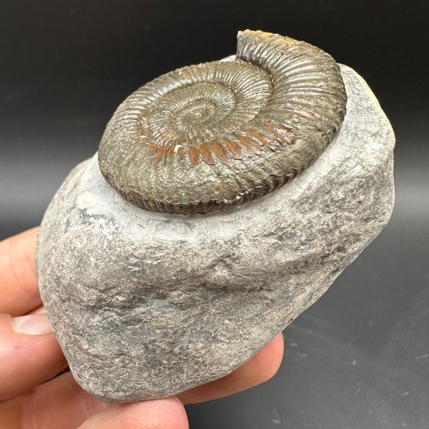 Dactylioceras Ammonite Fossil With box and Stand - Whitby, North Yorkshire Jurassic Coast Yorkshire Fossils