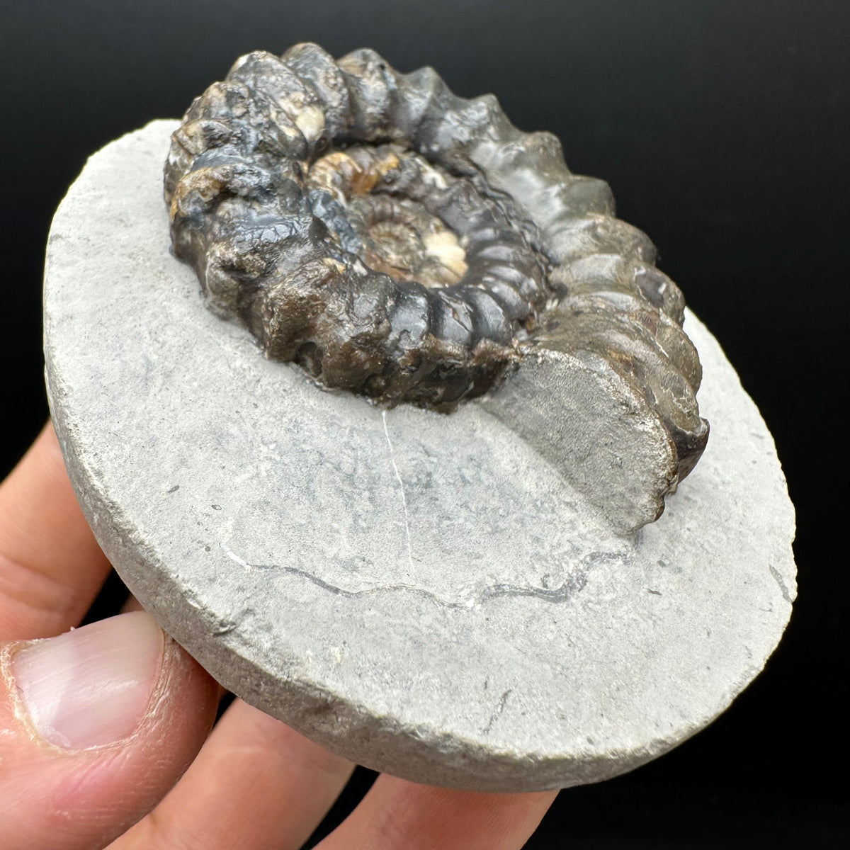 Androgynoceras maculatum ammonite fossil with box and stand - Whitby, North Yorkshire Jurassic Coast Yorkshire Fossils