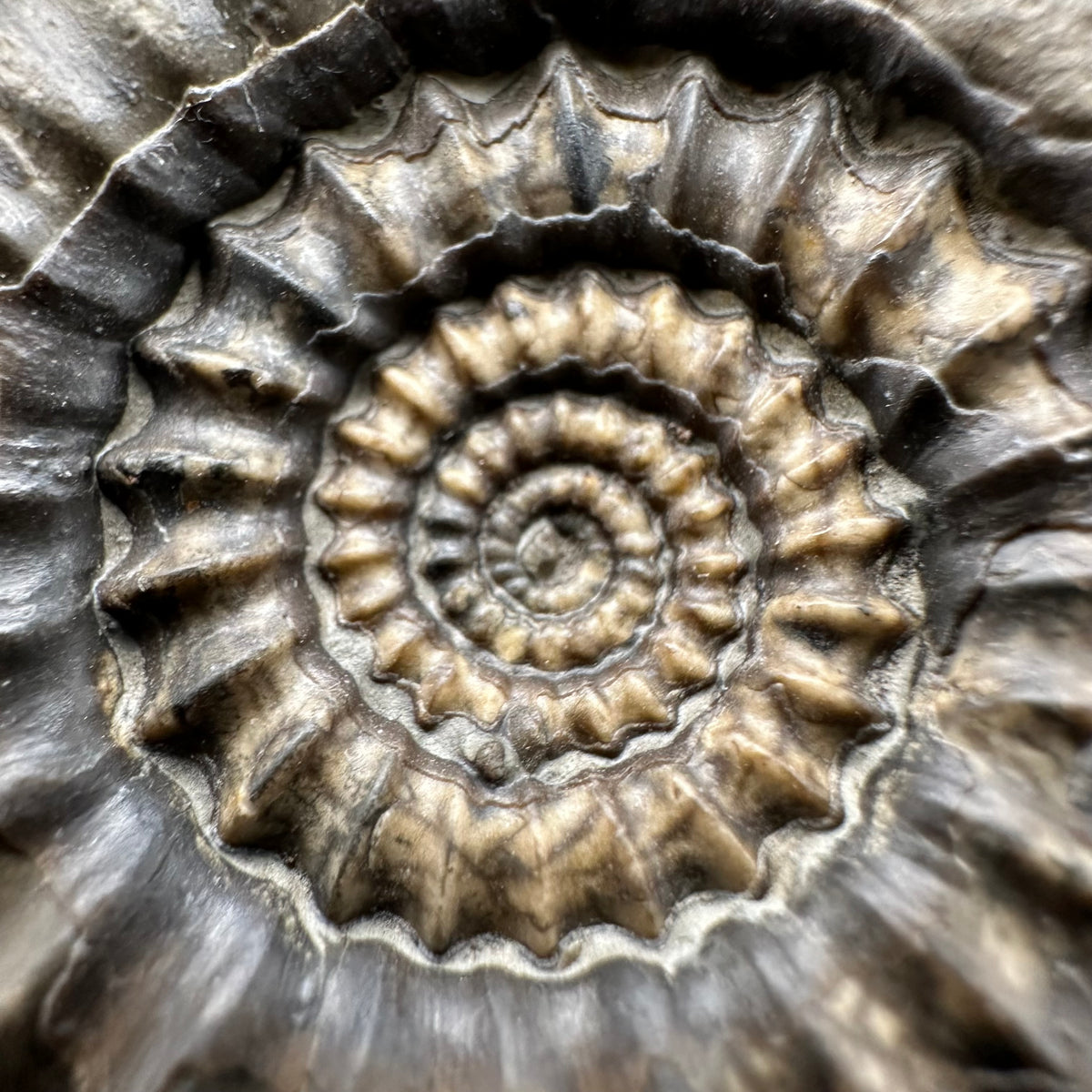Gagaticeras Ammonite fossil with box and stand - Whitby, North Yorkshire Jurassic Coast Yorkshire Fossils
