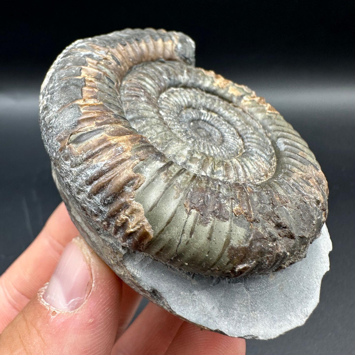 Dactylioceras Ammonite Fossil With Box And Stand - Whitby, North Yorkshire Jurassic Coast Yorkshire Fossils