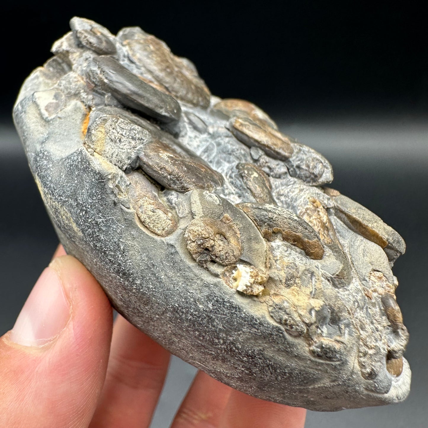 Eleganticeras Elegantulum ammonite fossil with box and stand - Whitby, North Yorkshire Jurassic Coast, Yorkshire Fossils