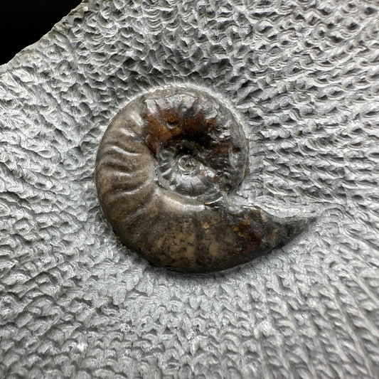 Eleganticeras Elegantulum ammonite fossil with box and stand - Whitby, North Yorkshire Jurassic Coast, Yorkshire Fossils