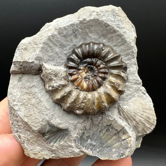 Androgynoceras maculatum ammonite fossil with box and stand - Whitby, North Yorkshire Jurassic Coast Yorkshire Fossils