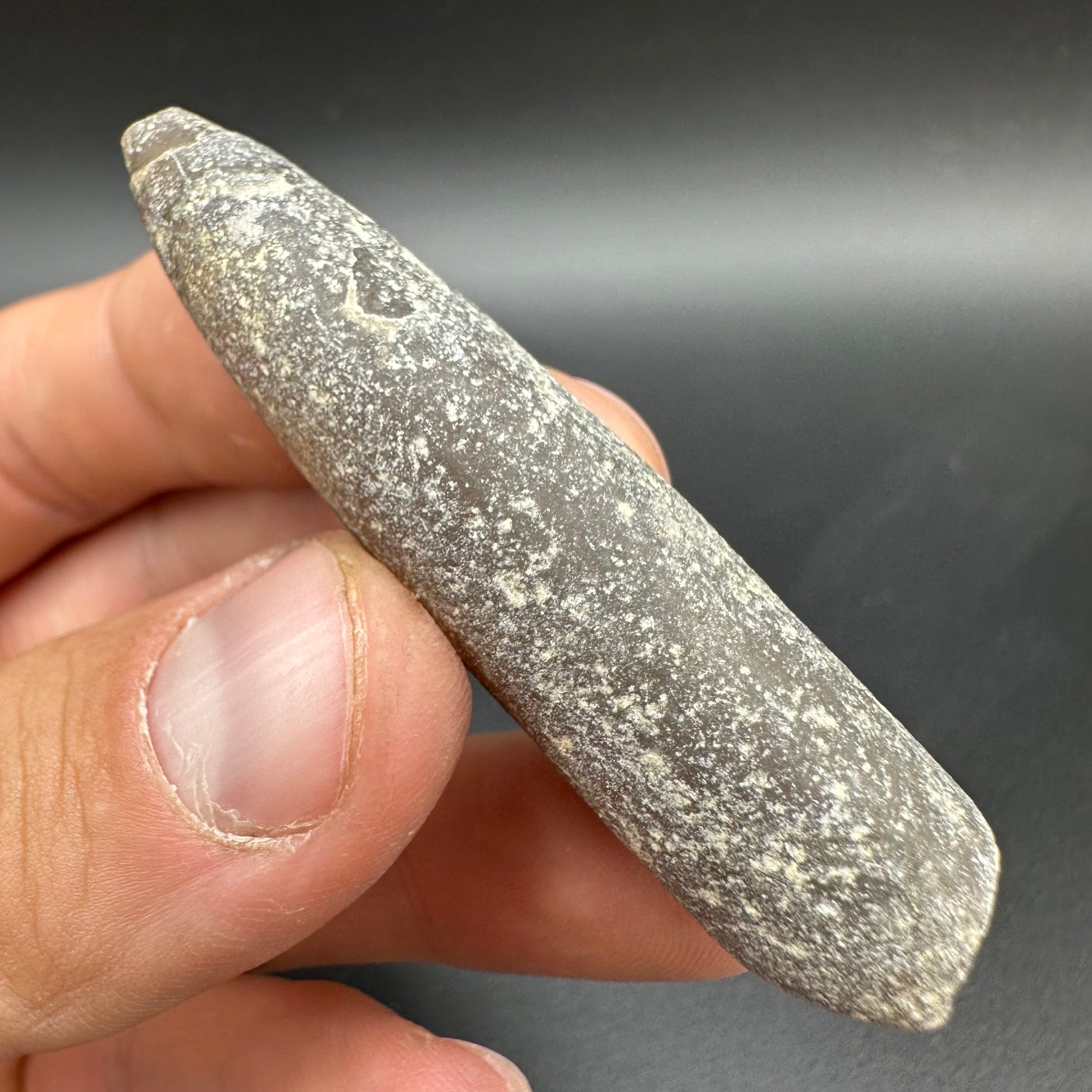 Belemnite (Fossil Squid) shell fossil - Whitby, North Yorkshire Jurass ...