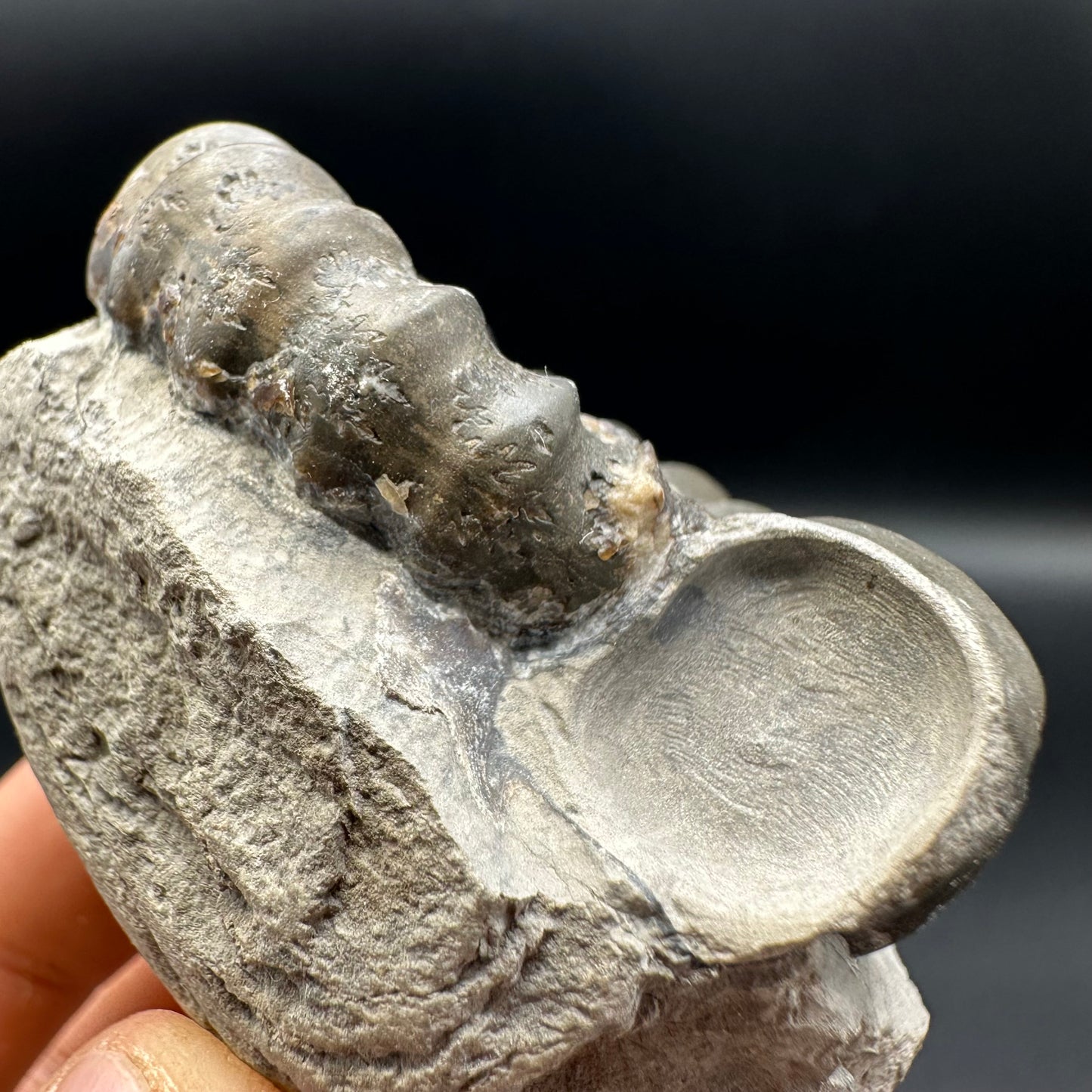 Androgynoceras maculatum ammonite fossil with gift box and stand - Whitby, North Yorkshire Jurassic Coast Yorkshire Fossils